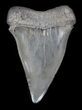 Large, Fossil Mako Shark Tooth - South Carolina #36730-1
